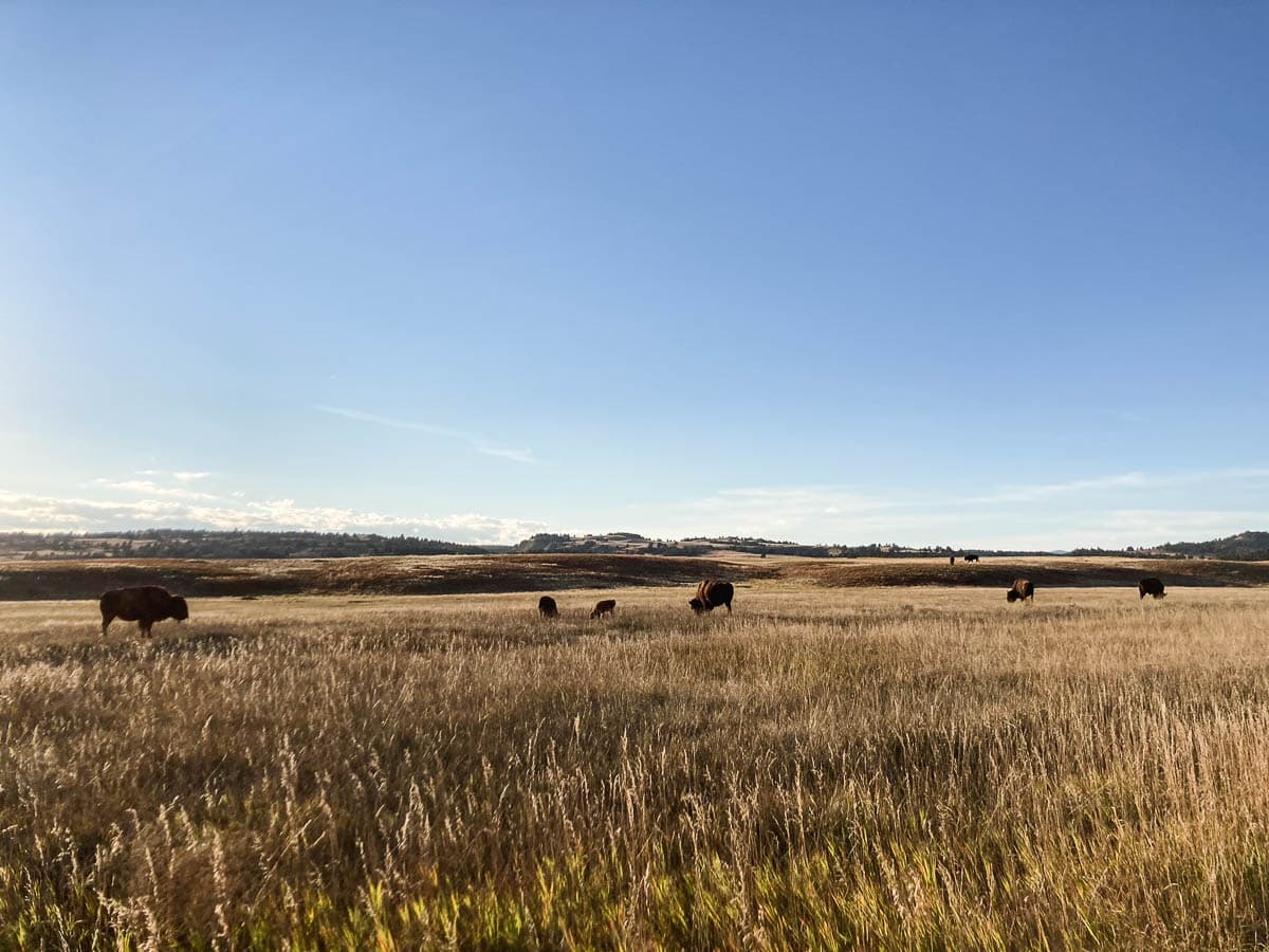Bison herd grazing along NPS 5 in Red Valley in Wind Cave National Park