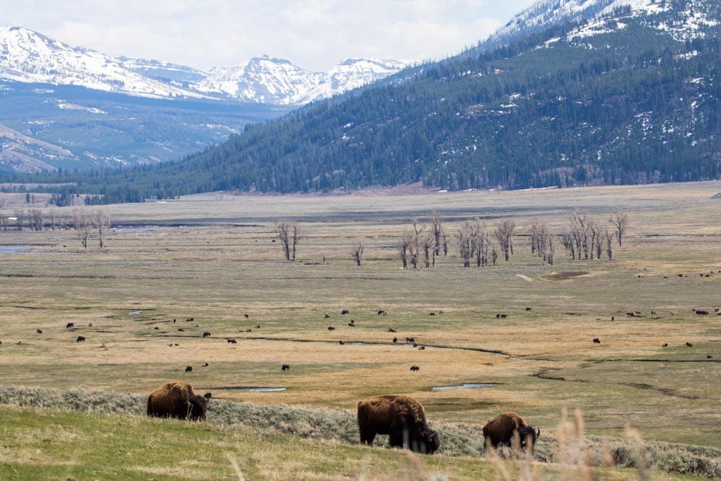 Bison herd in the Lamar Valley of Yellowstone National Park