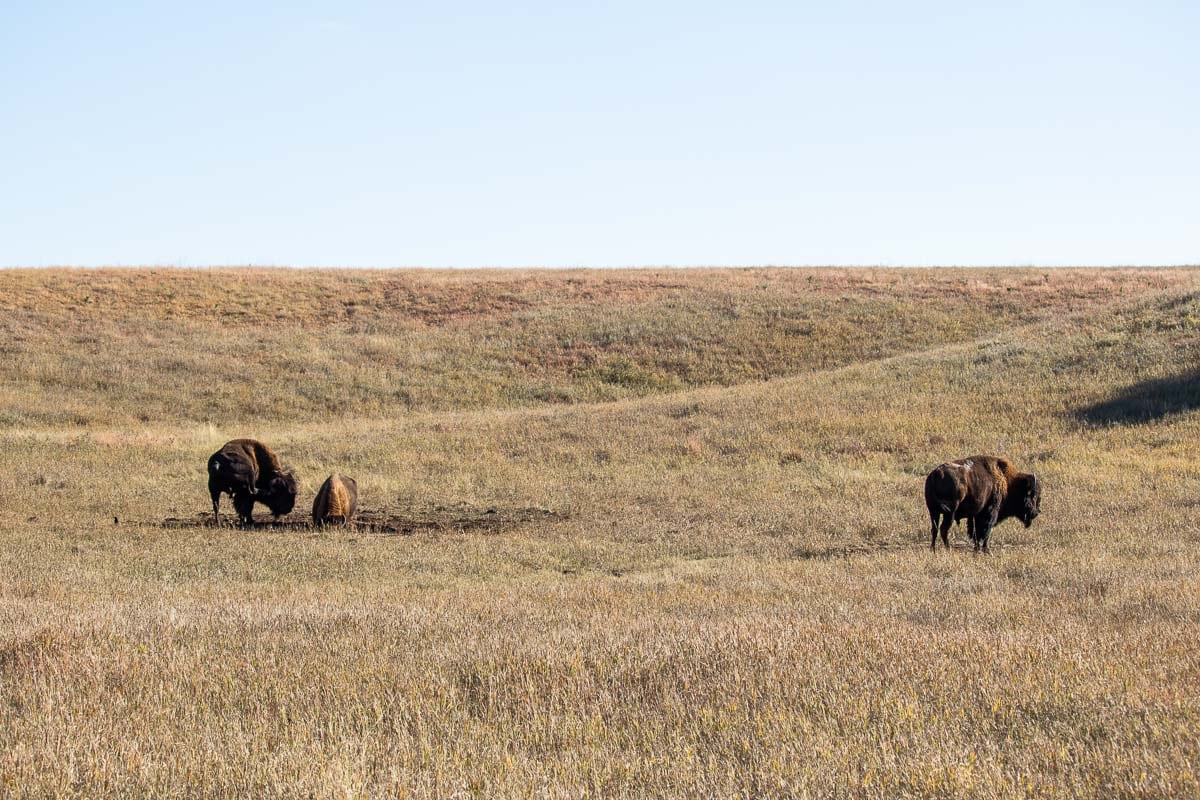 Bison on the Bison Flats prairie in Wind Cave National Park, South Dakota