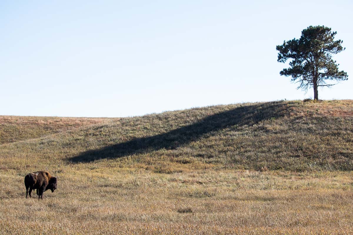 Lone bison and tree at Bison Flats in Wind Cave National Park, South Dakota