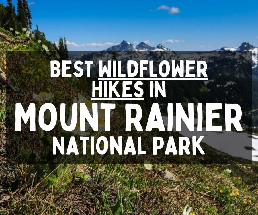 Best Wildflower Hikes in Mount Rainier National Park