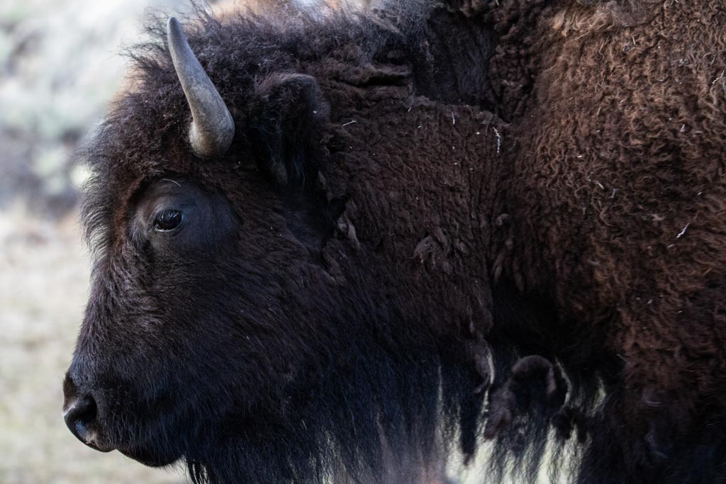 Close-up of the head of a bison in Lamar Valley, Yellowstone National Park