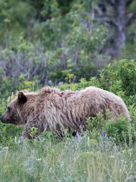 Grizzly bear in the Swiftcurrent Valley at Many Glacier, Glacier National Park