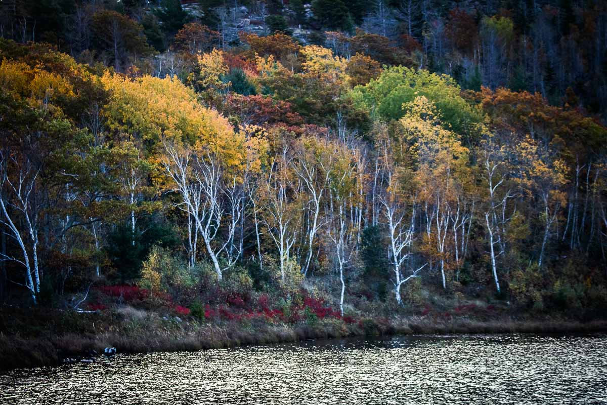 Fall colors at Beaver Dam Pond, Acadia National Park, Maine