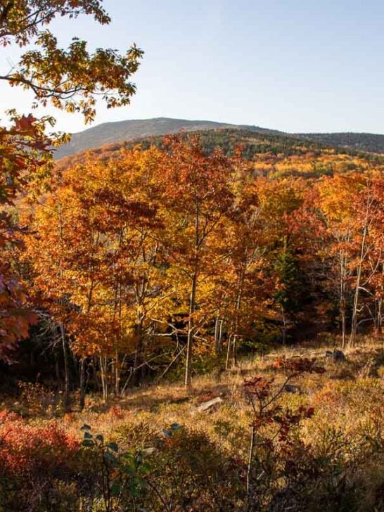Fall foliage at Cadillac Mountain, Acadia National Park in Maine