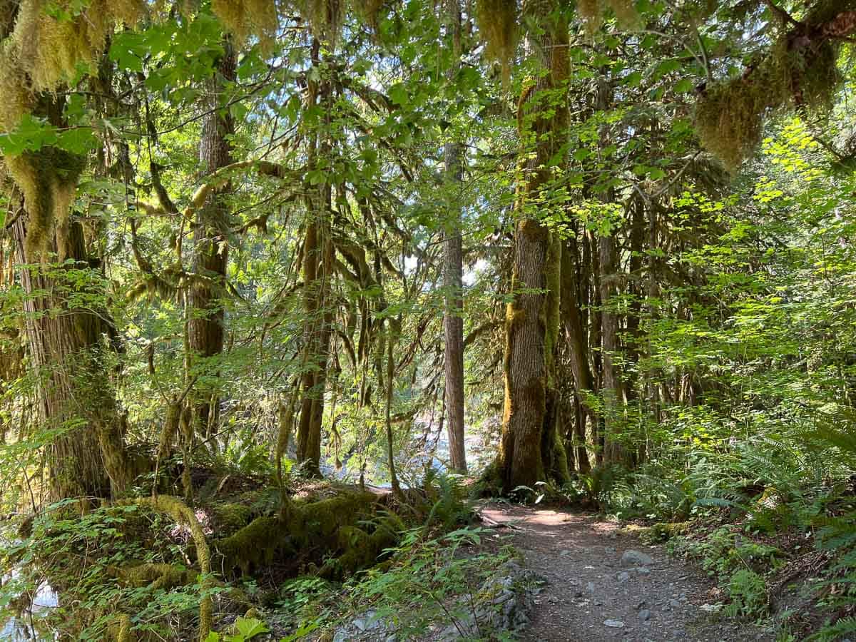 Moss-covered trees on the Horseshoe Bend Trail in Mount Baker-Snoqualmie National Forest