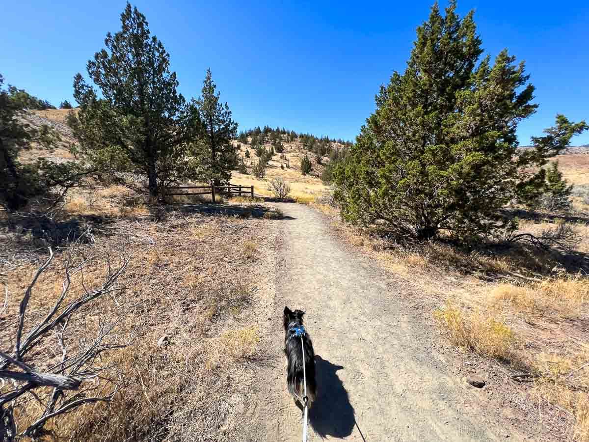Dog walking on the Leaf Hill Trail at Painted Hills Unit, John Day Fossil Beds National Monument