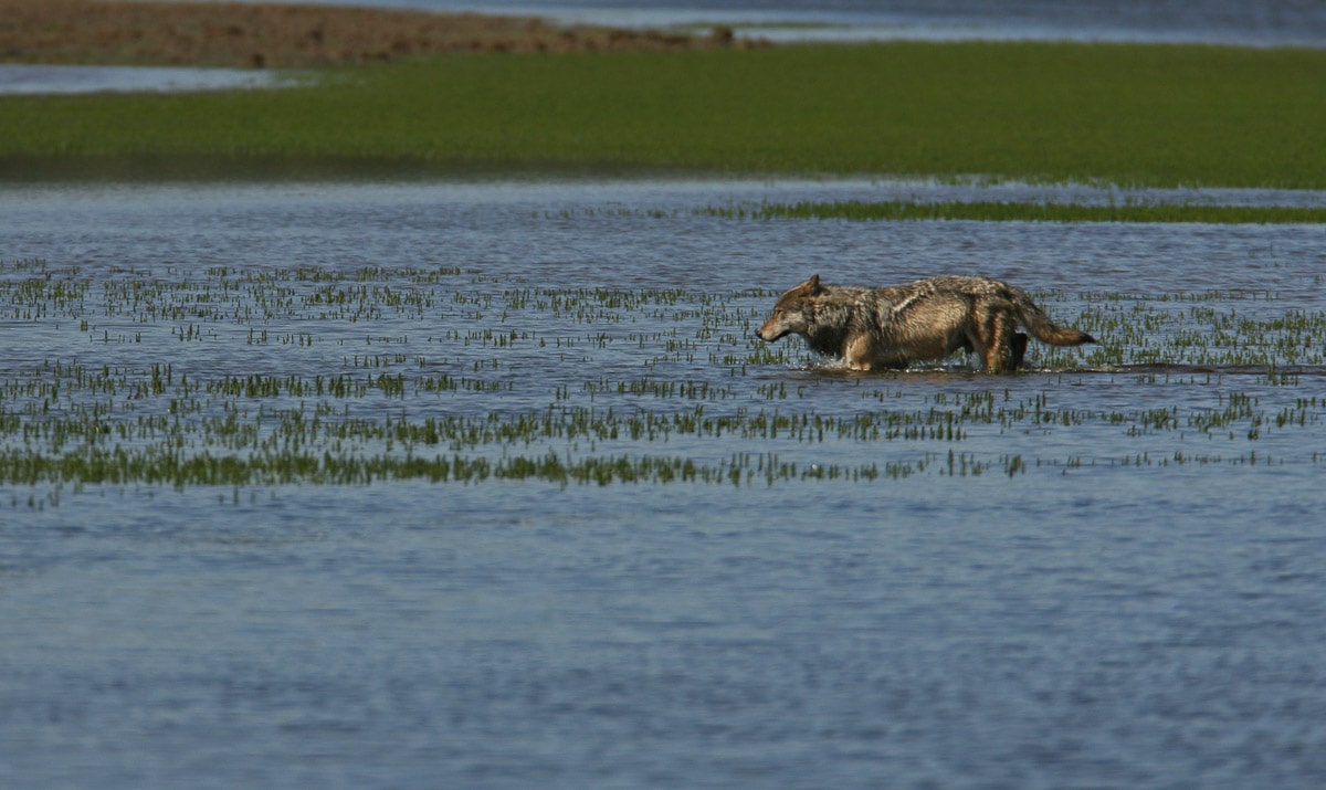 A wolf crosses Alum Creek in Hayden Valley, Yellowstone National Park - Image credit: NPS / Jim Peaco