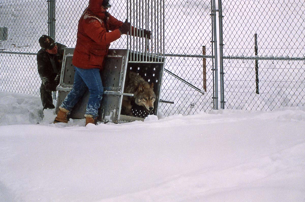 A wolf is released in Yellowstone National Park in 1996 - Image credit: NPS / Jim Peaco