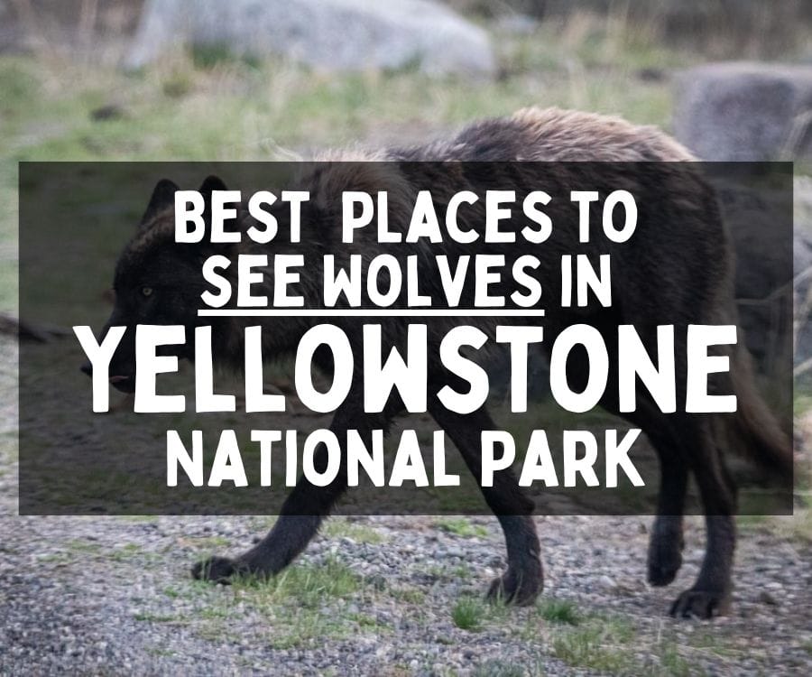 Best Places to See Wolves in Yellowstone National Park