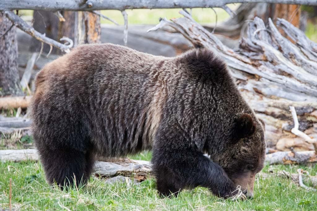 Grizzly bear at Midway Geyser Basin in Yellowstone National Park