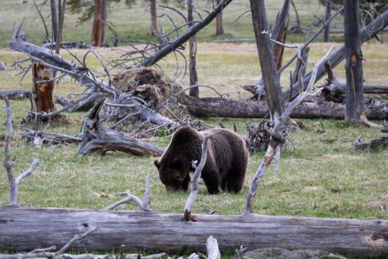 Grizzly bear digs for food near Grand Prismatic Spring, Yellowstone National Park