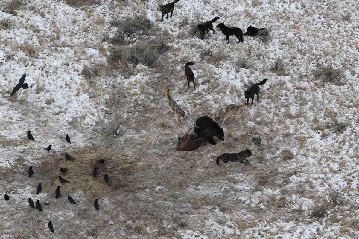 Rescue Creek Wolf Pack challenges a grizzly over a bull elk kill, Yellowstone National Park - Image credit: NPS / J. SunderRaj