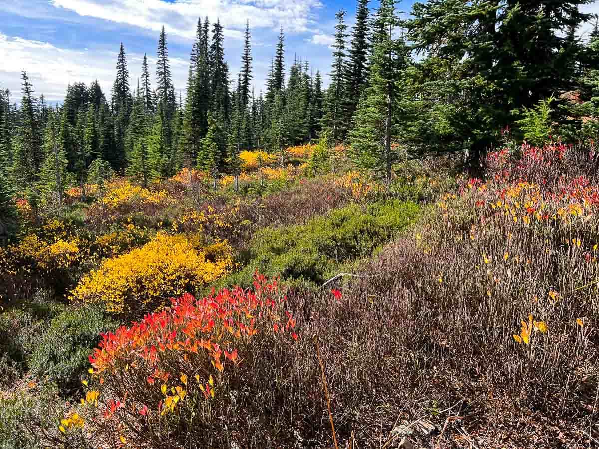 Vibrant fall colors in Mount Rainier National Park, Washington