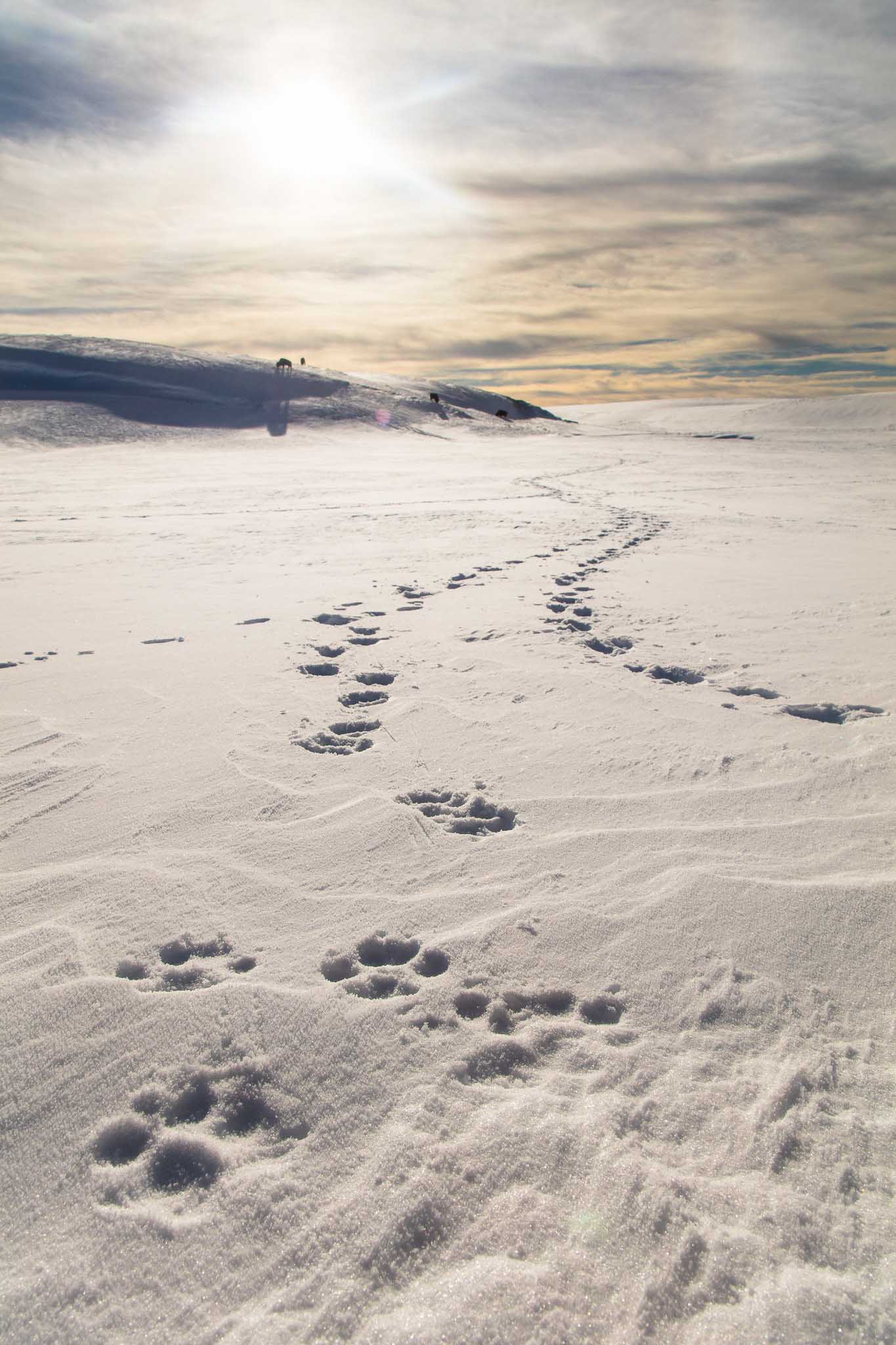 Wolf tracks at sunset in Hayden Valley, Yellowstone National Park - Image credit: NPS / Jacob W. Frank