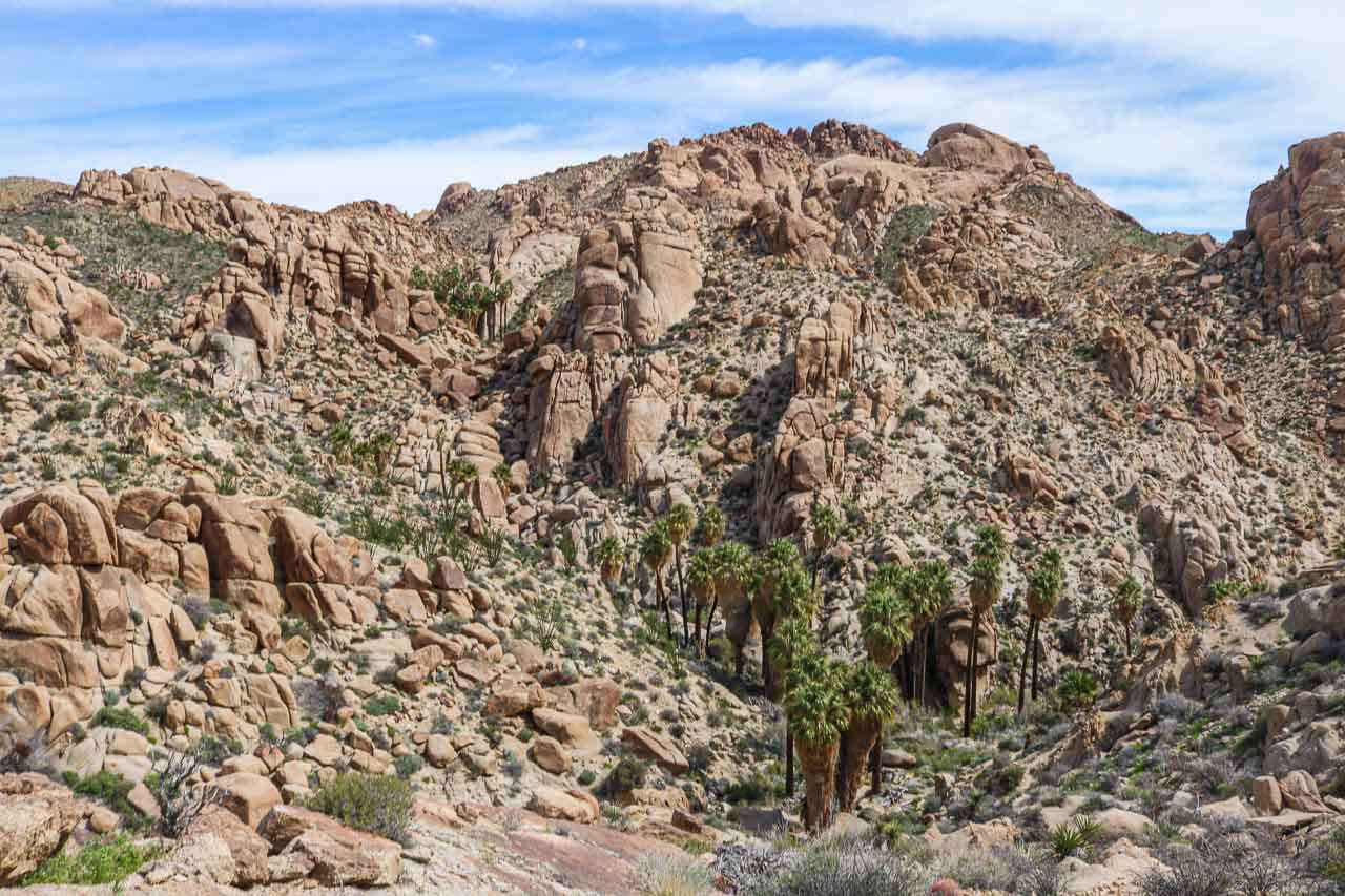 Lost Palms Oasis view in Joshua Tree National Park, California