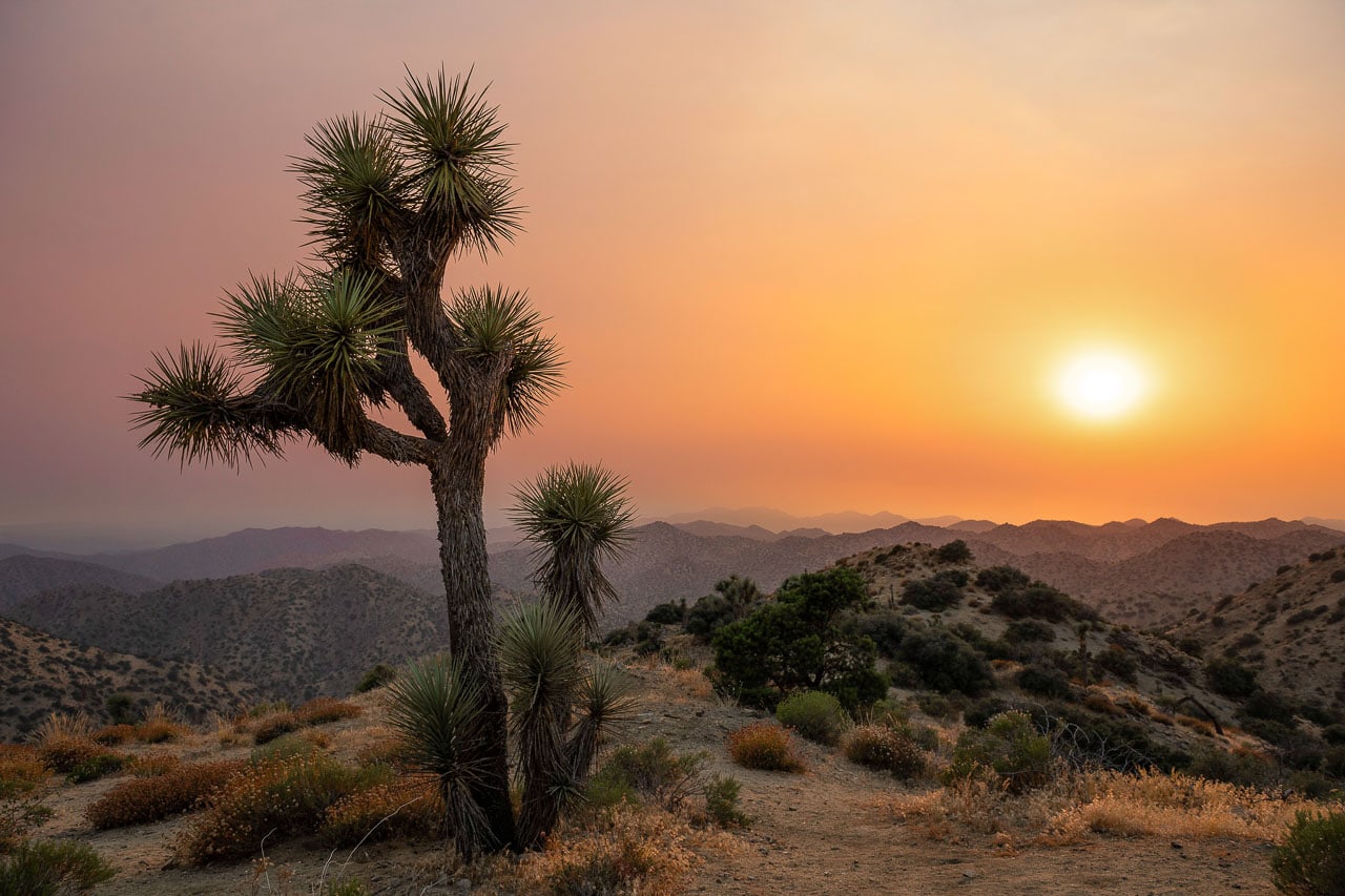 View from Eureka Peak at sunset in Joshua Tree National Park - Image credit: NPS / Emily Hassell