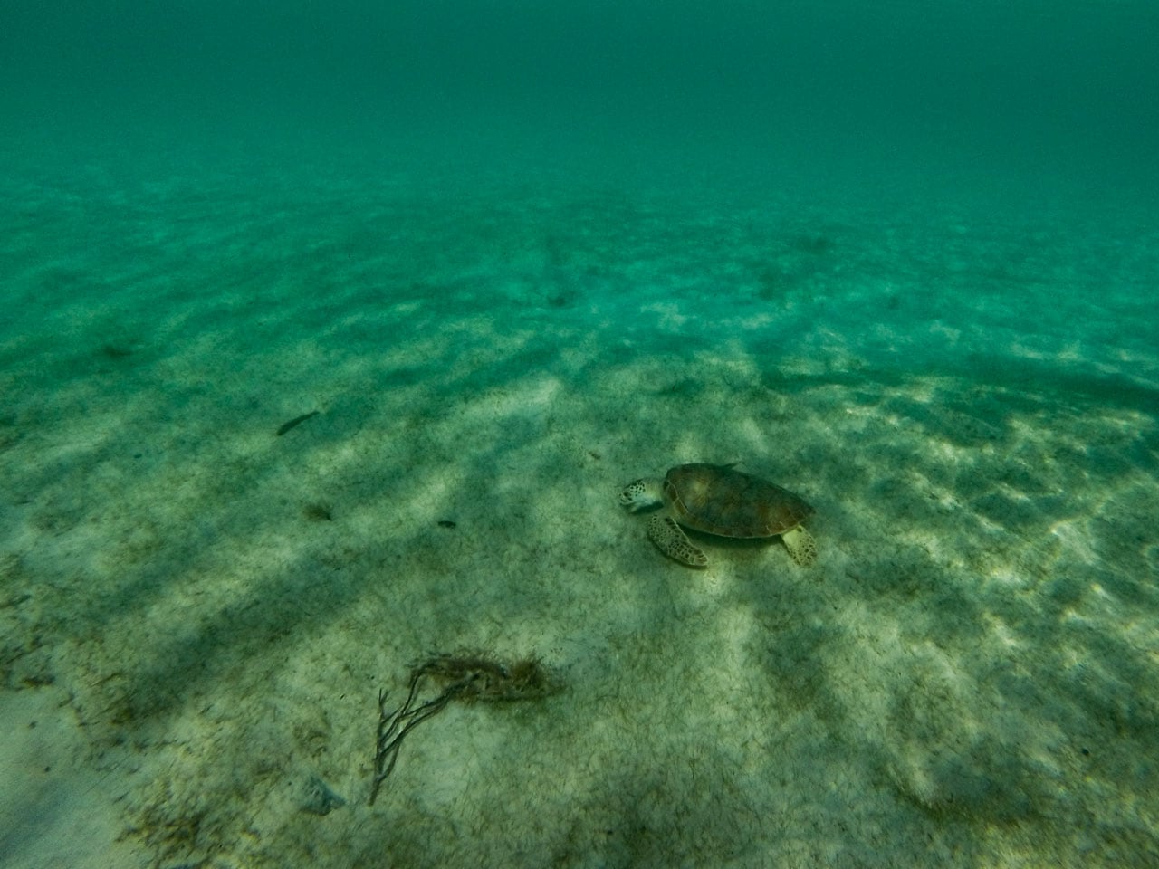 Green turtle feeding in Salt Pond Bay, Virgin Islands National Park