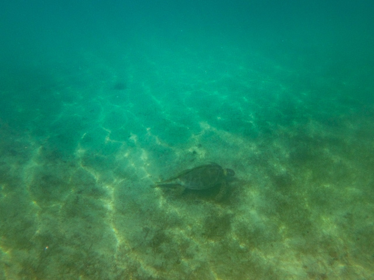 Green turtle with remora in Francis Bay, seen while snorkeling in Virgin Islands National Park, St. John