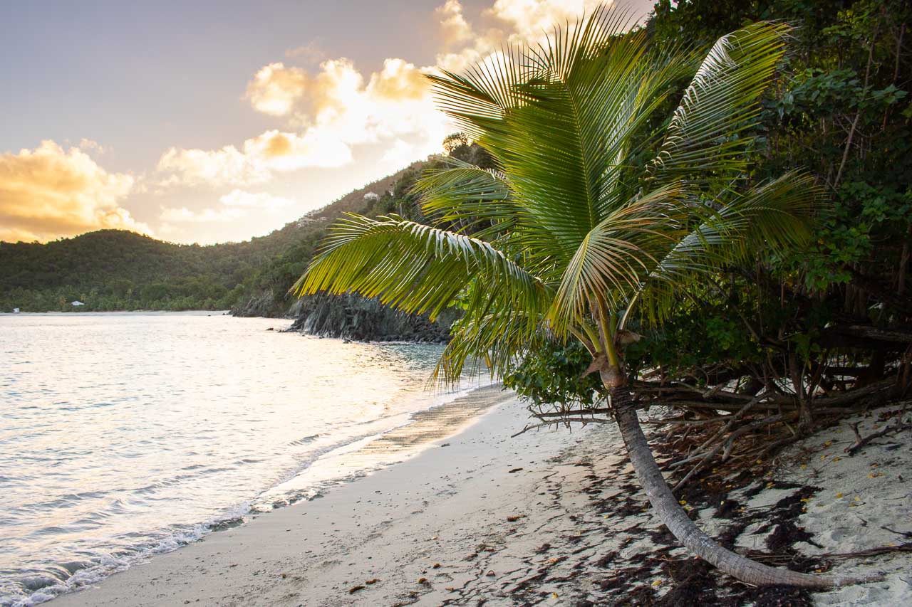 Jumbie Beach palm tree in the morning, Virgin Islands National Park