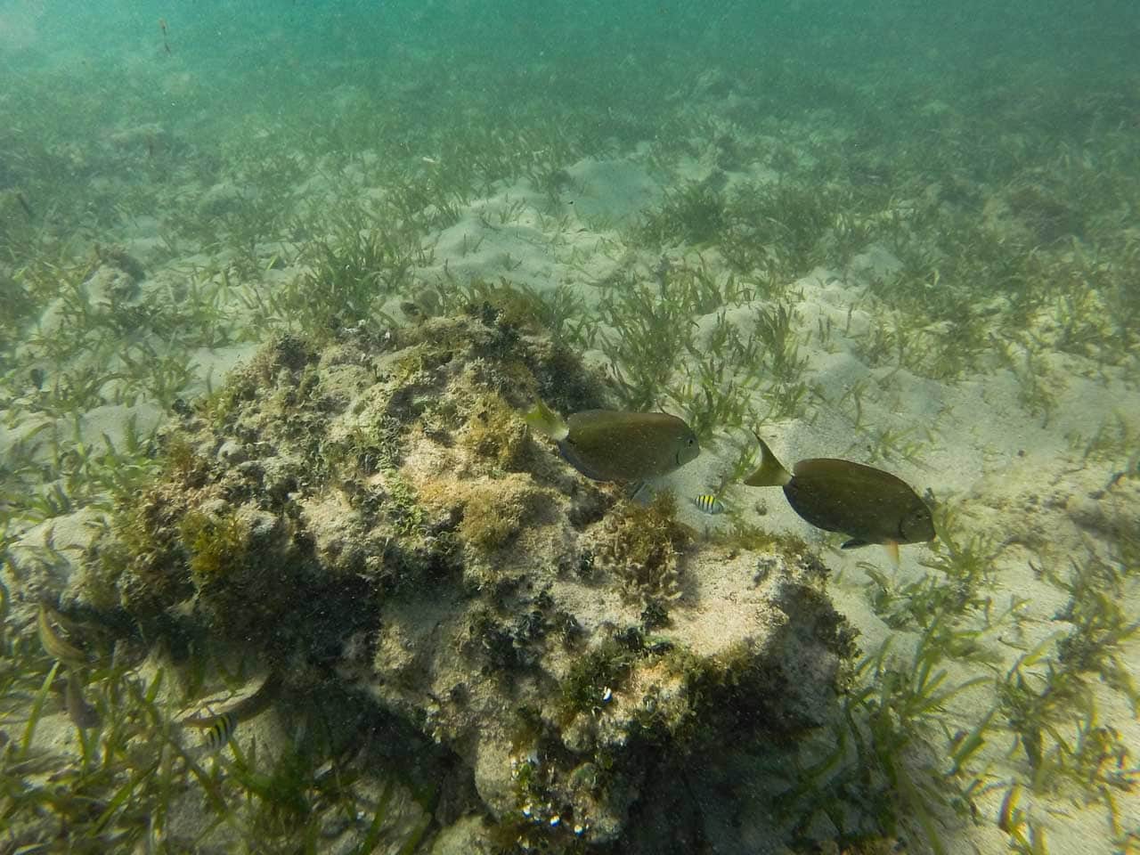 Tropical fish in seagrass beds in Reef Bay, Virgin Islands National Park, St. John