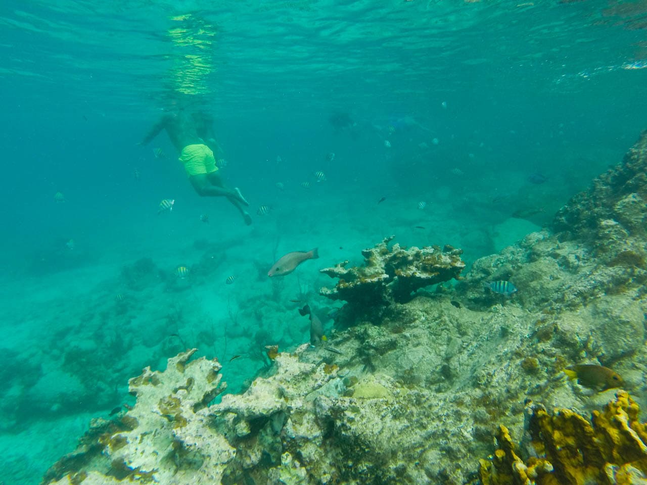 Snorkelers on the Underwater Snorkeling Trail at Trunk Bay in Virgin Islands National Park