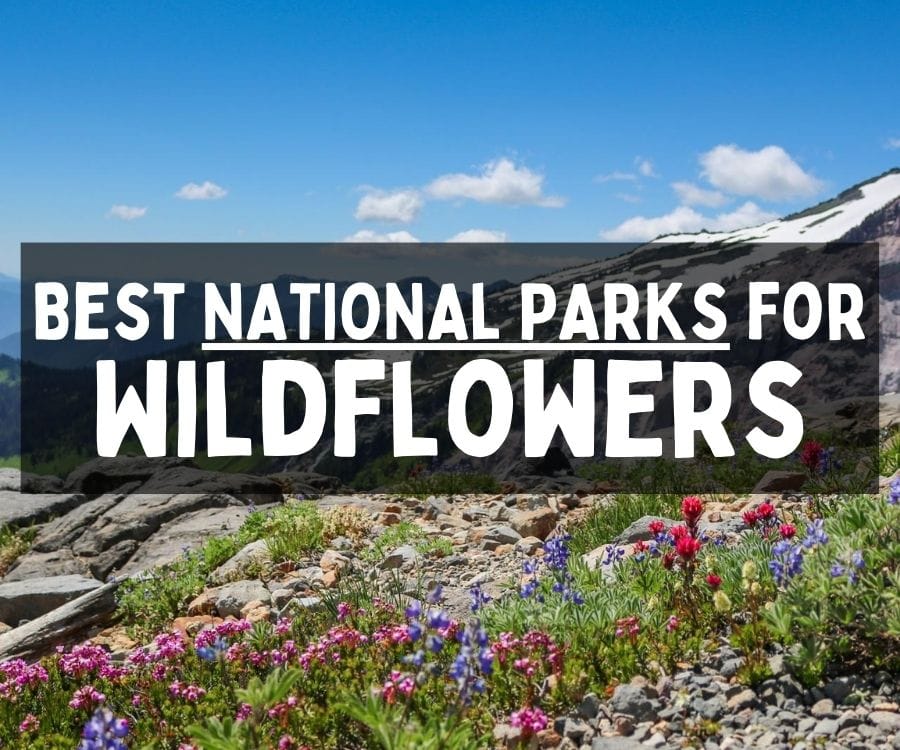 Best National Parks for Wildflowers