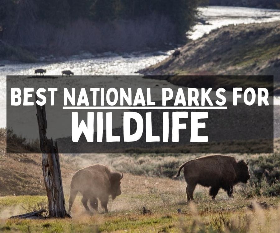 Best National Parks for Wildlife