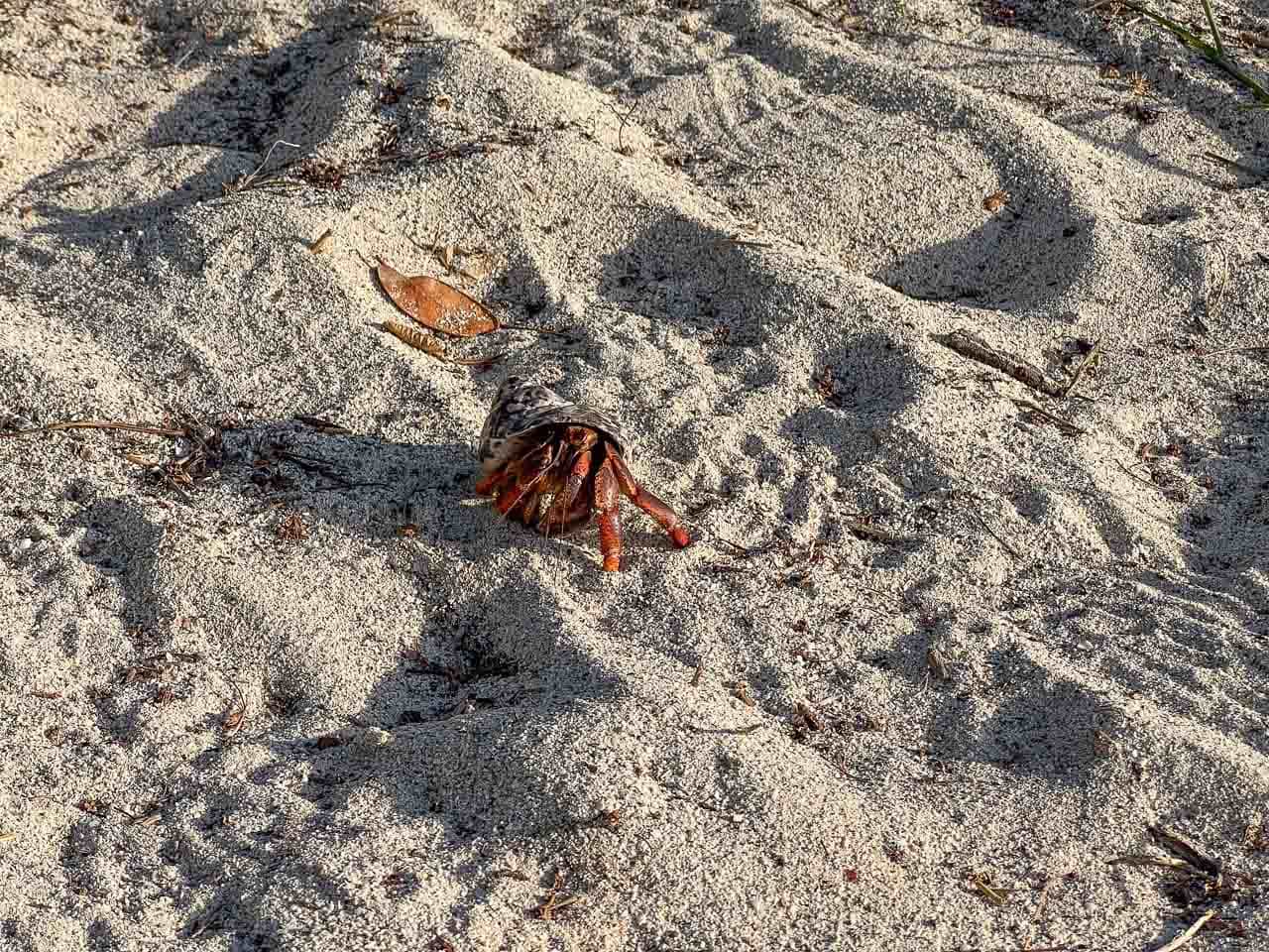 Hermit crab on Salt Pond Bay Beach in Virgin Islands National Park, St. John