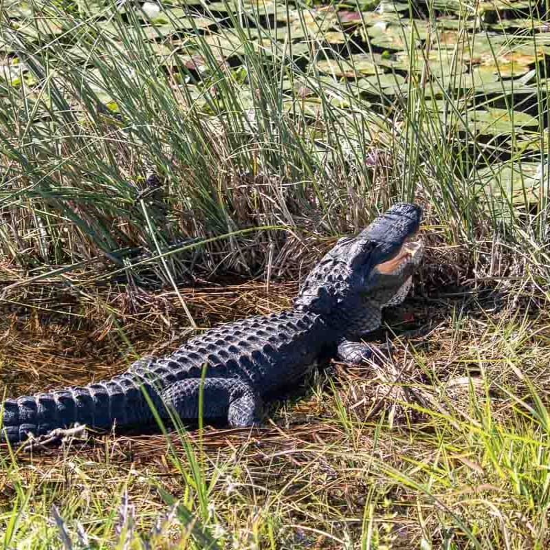 Alligator lounging along the Shark Valley Tram Road in Everglades National Park, Florida