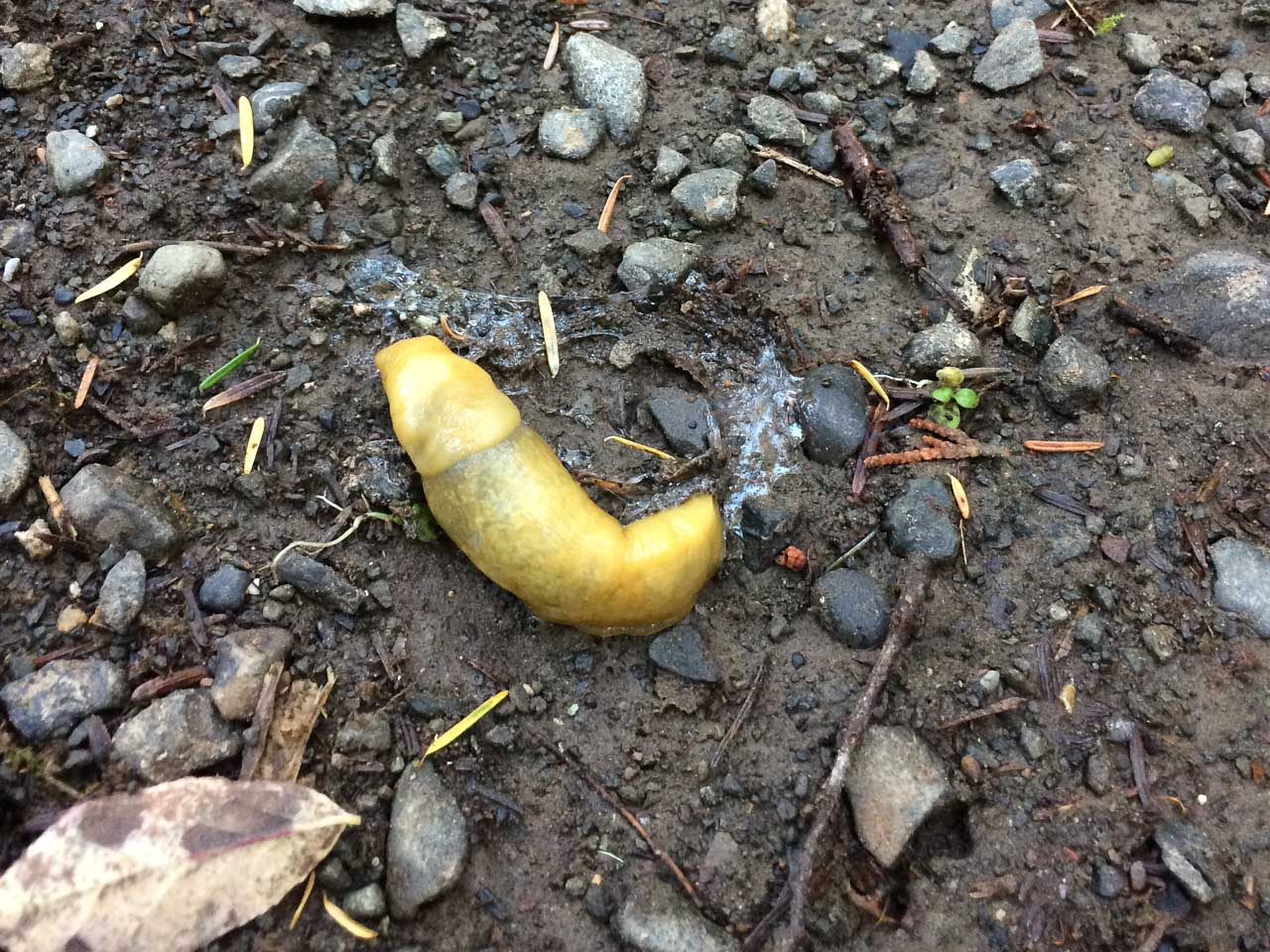 Banana slug in the rain forests of Olympic National Park
