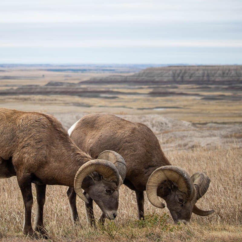 Bighorn sheep on the Badlands Loop Road, Badlands National Park, South Dakota