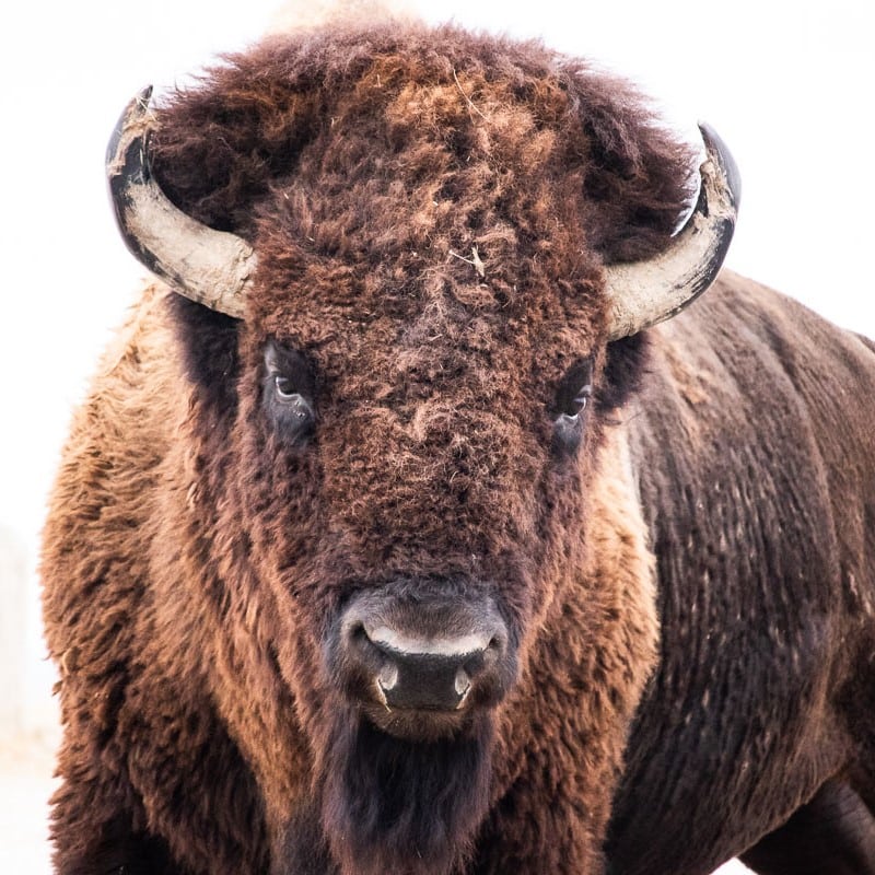 Bison in Badlands National Park