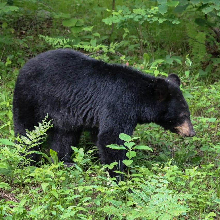 Black bear on Skyline Drive in Shenandoah National Park, Virginia