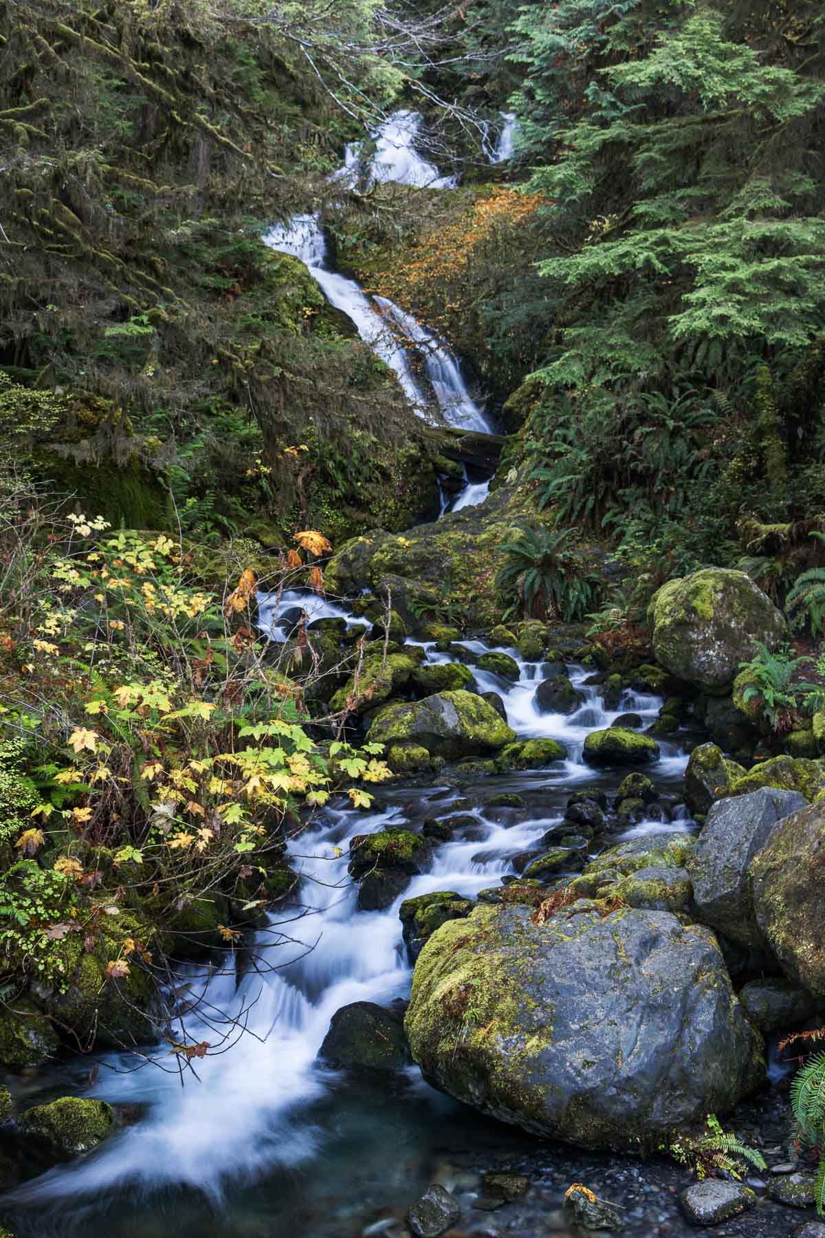 Bunch Falls in Quinault Rain Forest, Olympic National Park, Washington State
