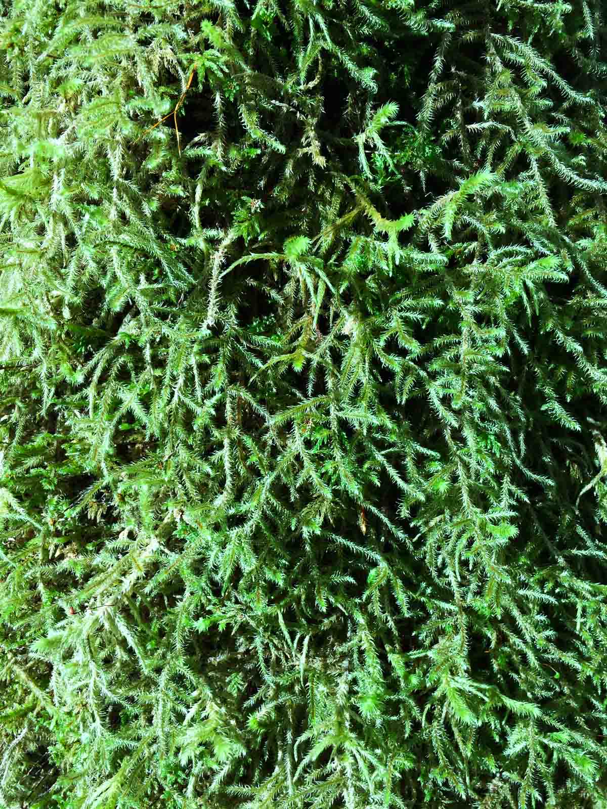 Close-up of moss in the Quinault Rain Forest, Olympic National Park