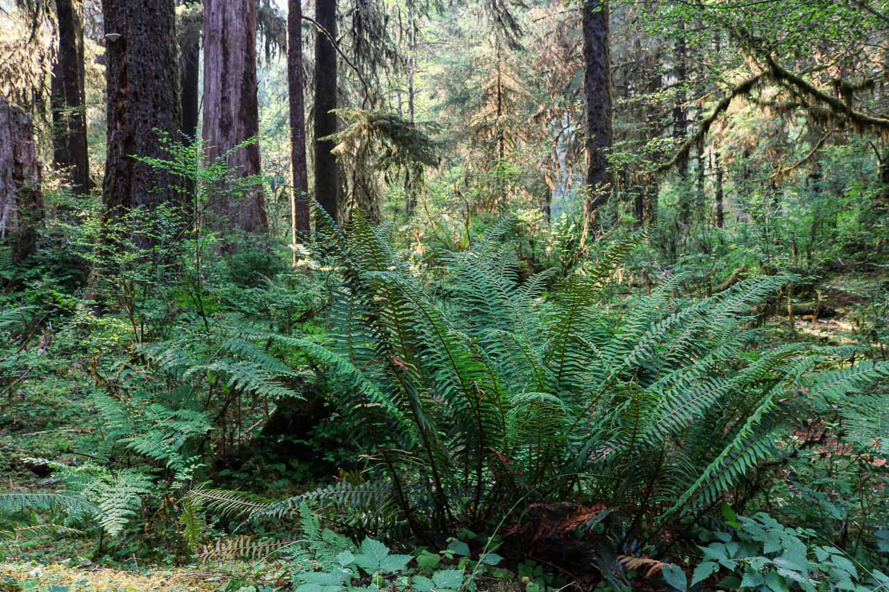 Ferns in the Bogachiel Rain Forest in Olympic National Park, Washington