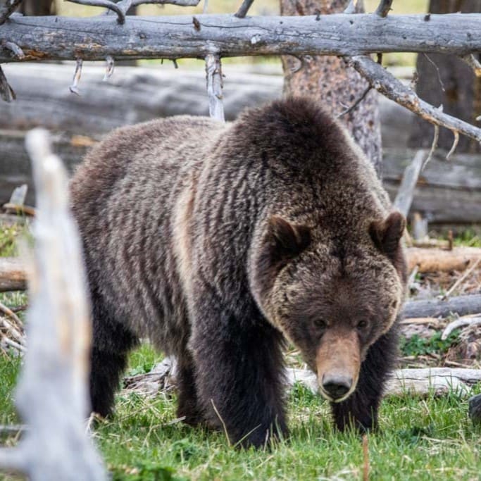 Grizzly bear at Midway Geyser Basin in Yellowstone National Park