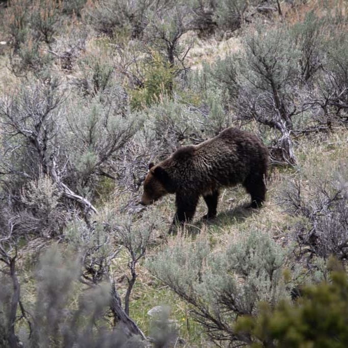 Grizzly bear near Mammoth Hot Springs, Yellowstone National Park