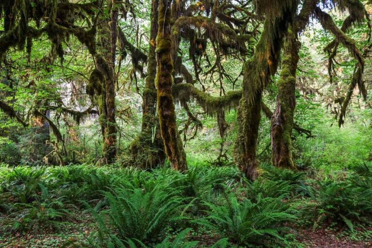 Hall of Mosses Trail, Hoh Rain Forest, Olympic National Park, Washington