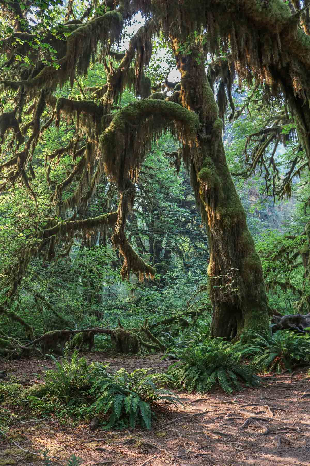 Hall of Mosses in the Hoh Rain Forest, Olympic National Park