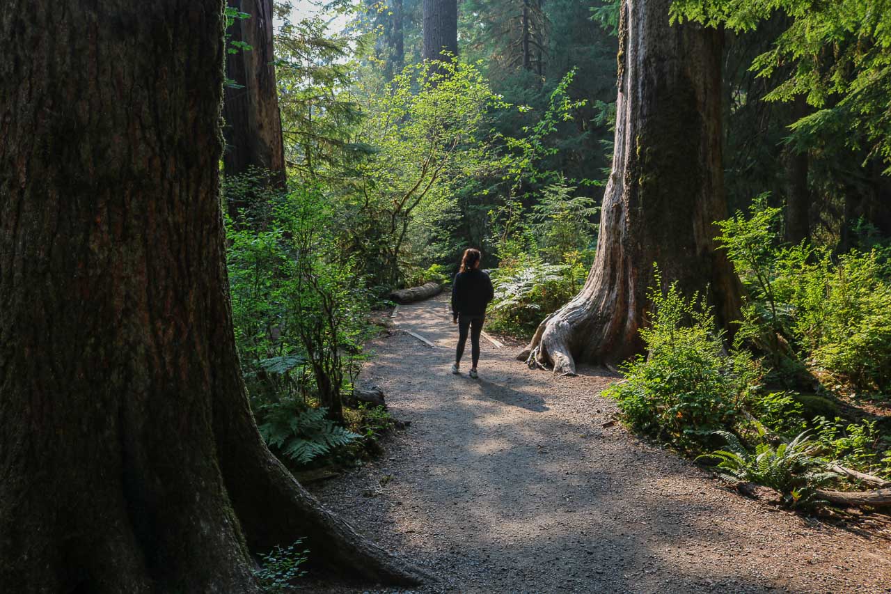 Hiker on the Hall of Mosses Trail, Hoh Rain Forest, Olympic National Park