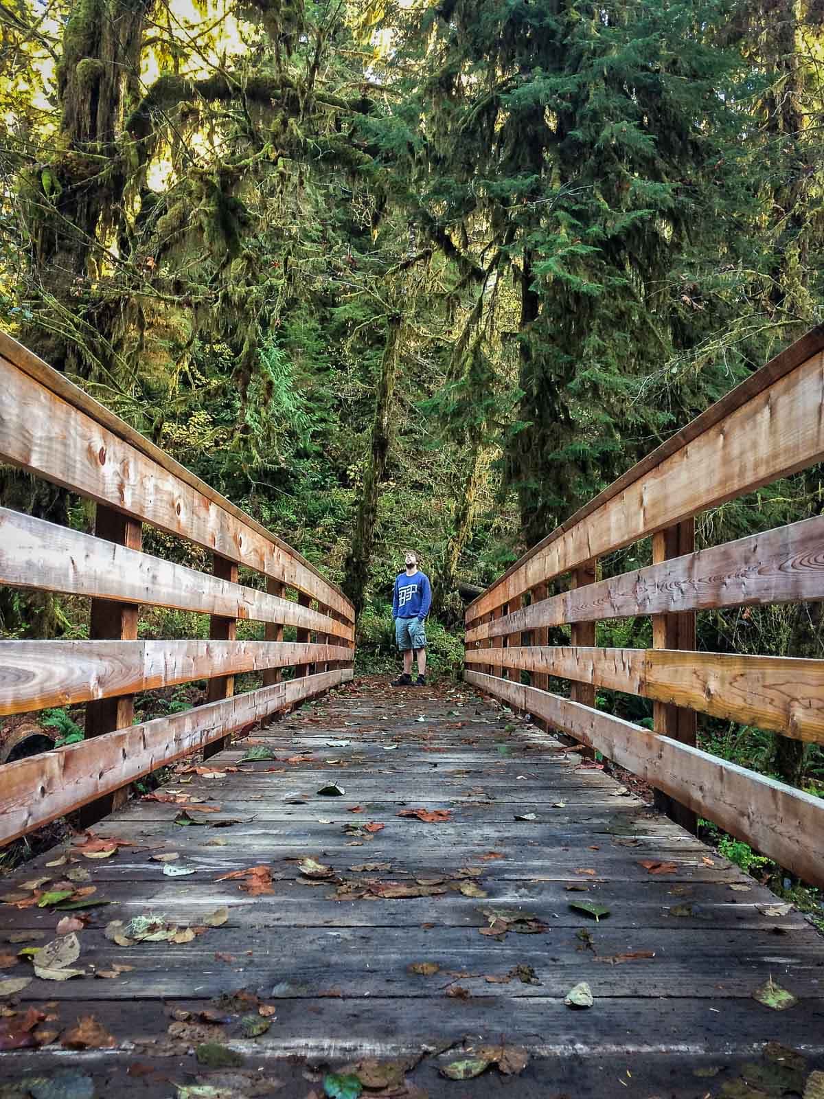 Hiker on the Quinault Rain Forest Loop on the Olympic Peninsula, Washington State