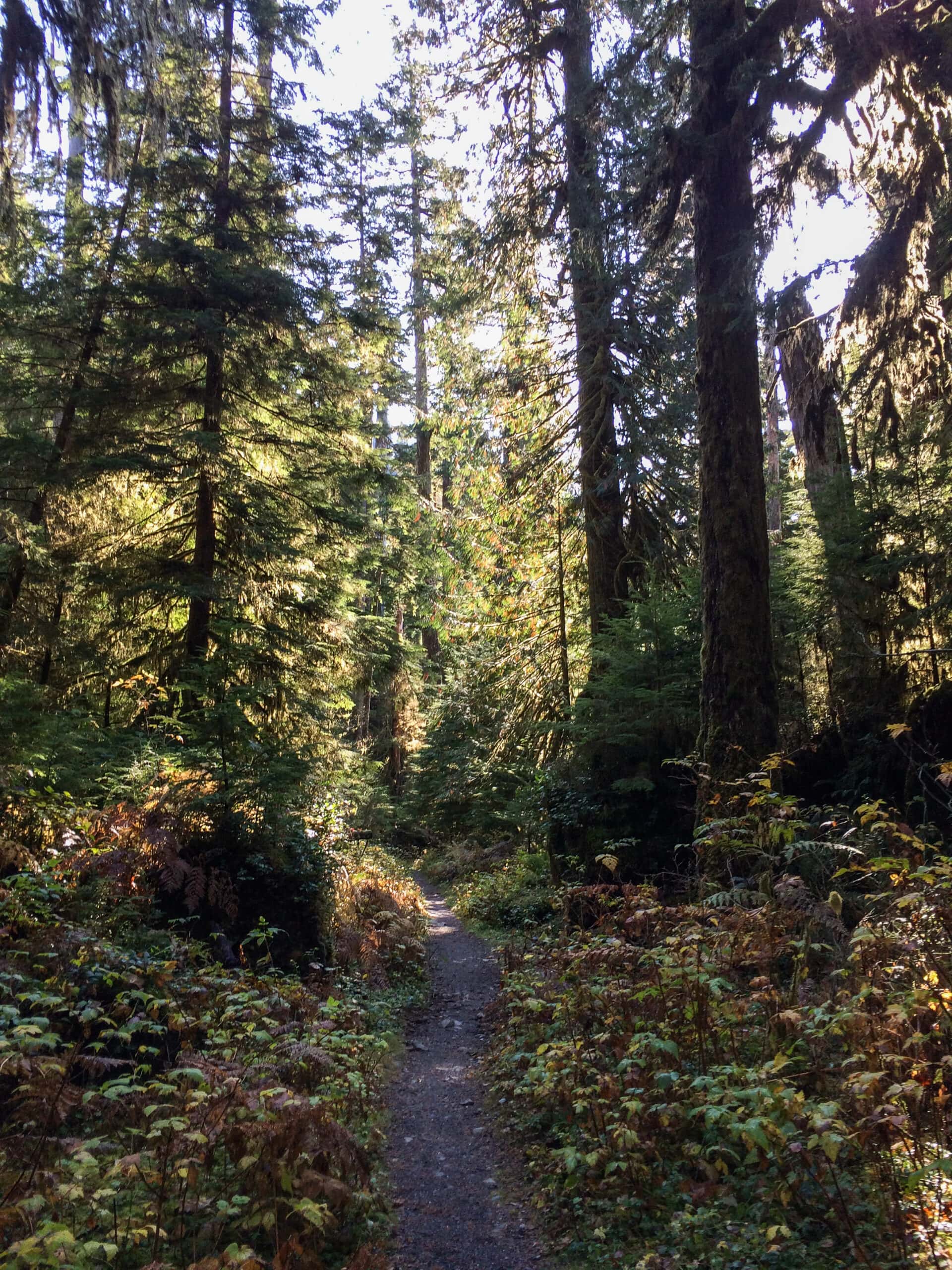Hiking trail in the Quinault Rain Forest in Olympic National Park
