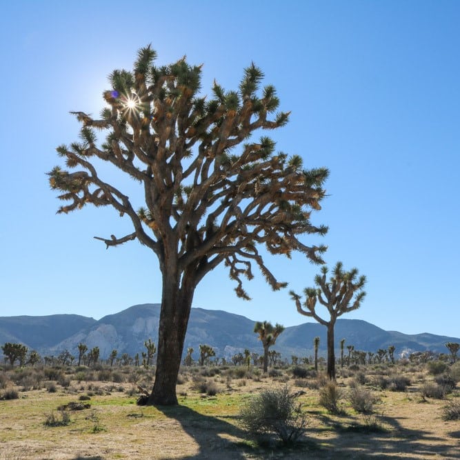 Joshua trees in Joshua Tree National Park, California