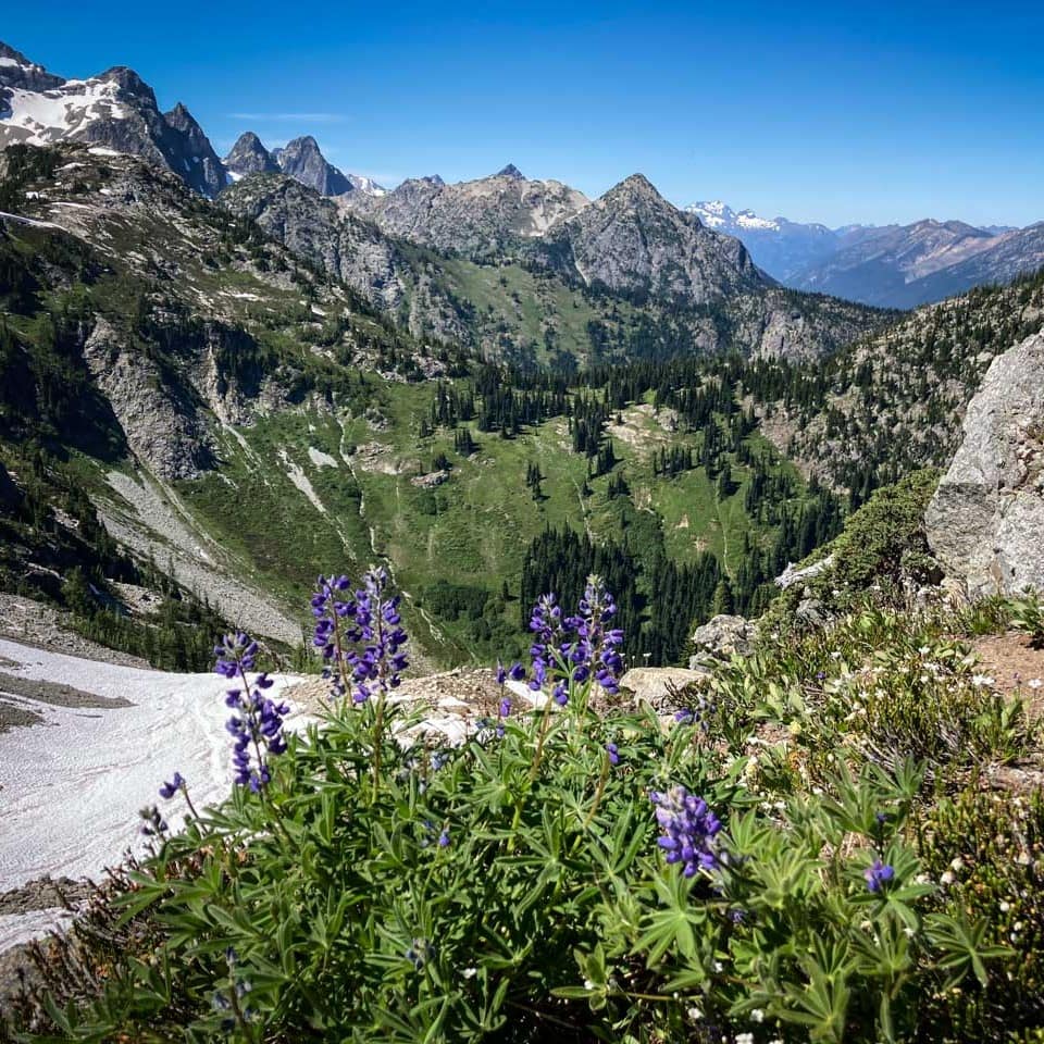 Lupines on Maple Pass Loop in the North Cascades, Washington