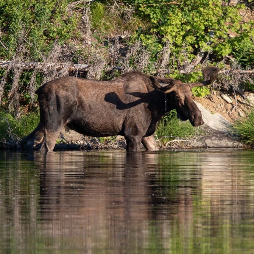 Moose in a pond in St. Mary Lake area, Glacier National Park