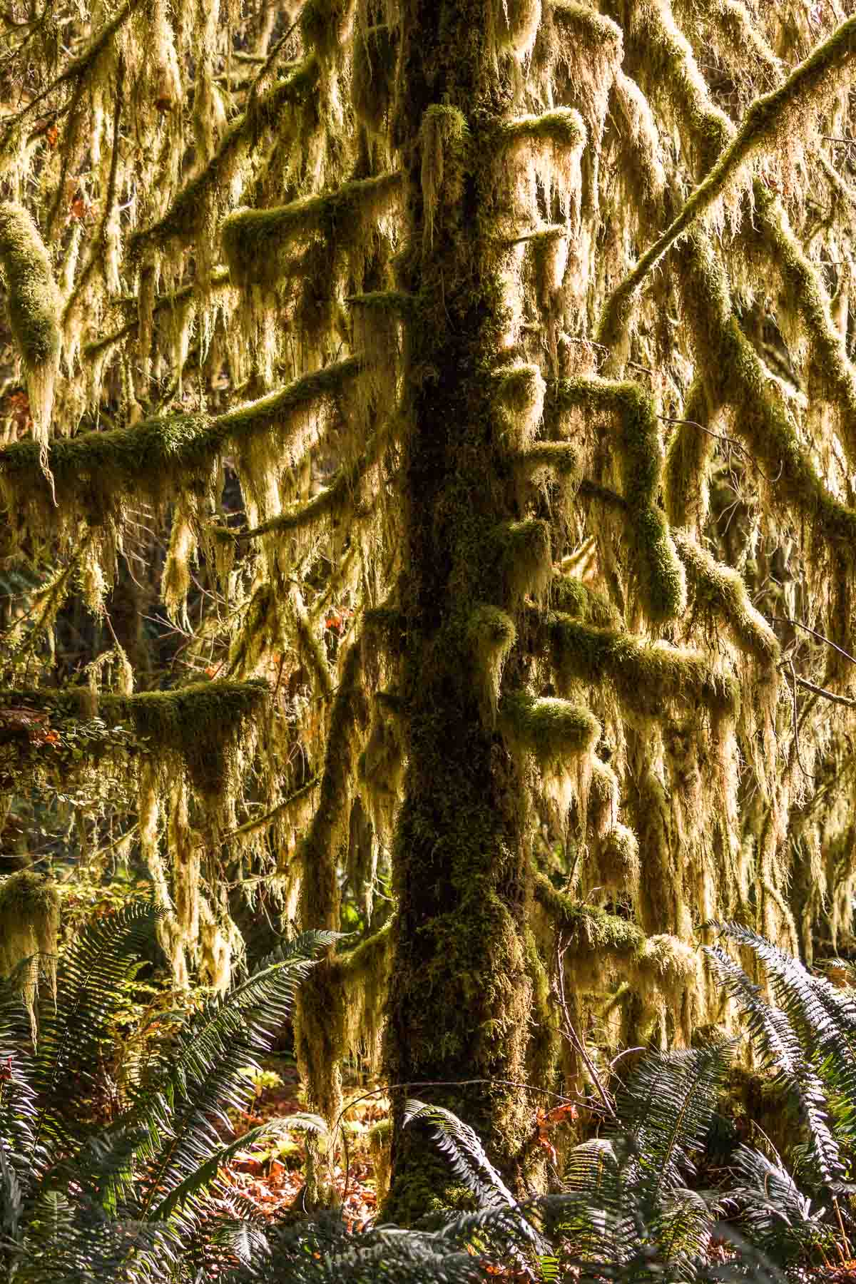 Moss-covered tree in Quinault Rain Forest, Olympic National Park, Washington