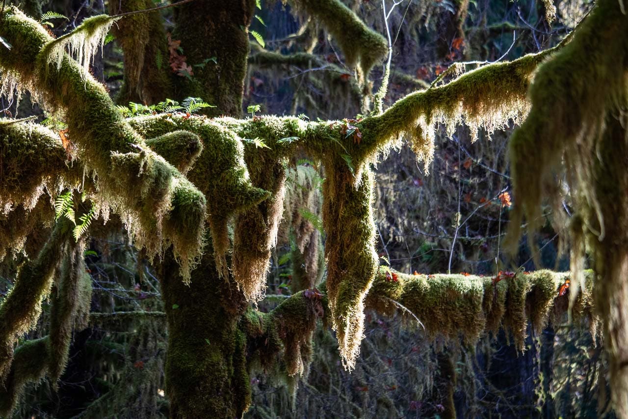 Moss-draped tree branches in the Queets Rain Forest in Olympic National Park