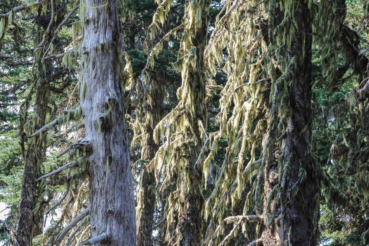Moss on trees on Queets Rain Forest, Olympic National Park, Washington